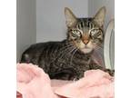 Adopt Yearbook a Domestic Short Hair