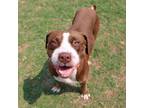 Adopt Jeremiah a Pit Bull Terrier, Mixed Breed