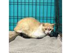 Adopt Mulgarath a Domestic Medium Hair