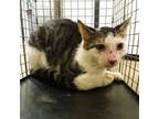 Adopt Raisin a Domestic Short Hair