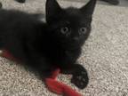 Adopt Donovan a All Black Domestic Mediumhair / Mixed (long coat) cat in Warner
