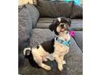 Adopt Kenny a Black - with White Shih Tzu / Mixed Breed (Medium) dog in Amherst