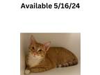 Adopt Cat Condo #17 a Abyssinian