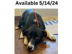 Adopt Dog Kennel #5 Tippy a Labrador Retriever, Collie