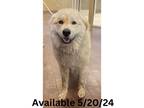 Adopt Dog Kennel #21 a Great Pyrenees, Mixed Breed
