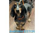 Adopt Dog Kennel #10 a Basset Hound