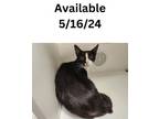 Adopt Cat #22 a Domestic Short Hair