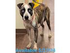 Adopt Dog Kennel #33 a Catahoula Leopard Dog, Mixed Breed