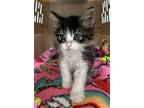 Adopt Fuzzbert a Domestic Short Hair