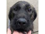 Adopt Henry the Hunk a Brindle Labradoodle / English Mastiff dog in Mishawaka