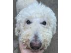 Adopt Moon Beam Madison a Tricolor (Tan/Brown & Black & White) Standard Poodle /