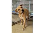 Adopt Toast a Labrador Retriever