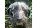 Adopt Corduroy Carmen a Black - with White Dachshund / Schnauzer (Miniature) dog