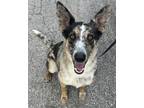 Adopt Ears To Everly a Shepherd (Unknown Type) / Collie dog in Mishawaka