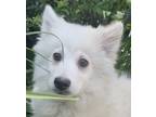 Adopt Snowball Ken a White American Eskimo Dog / Mixed dog in Mishawaka