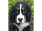Adopt Breckenridge BMD a Black - with White Bernese Mountain Dog / Mixed dog in