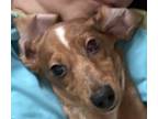 Adopt Doxie Desmond a Red/Golden/Orange/Chestnut - with White Dachshund / Mixed