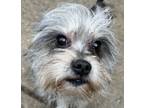 Adopt Betty Beauty a Gray/Blue/Silver/Salt & Pepper Miniature Schnauzer dog in