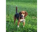 Adopt Coulter (fka Wayne) a Beagle / Mixed dog in Peoria, IL (41449641)