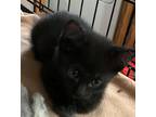 Adopt Spruce S. (blue collar) a All Black Domestic Shorthair / Mixed (short
