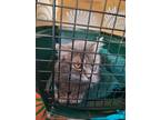 Adopt Baby Kitty a Domestic Longhair / Mixed (long coat) cat in Peoria
