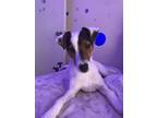 Adopt Natsu a White - with Brown or Chocolate Jack Russell Terrier / Mixed dog