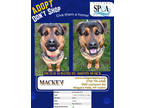 Adopt Mackey a Black Rottweiler / German Shepherd Dog / Mixed (short coat) dog