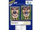 Adopt Mackey a Black Rottweiler / German Shepherd Dog / Mixed dog in Niagara