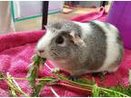 Adopt Nugget a Guinea Pig small animal in Oceanside, CA (41124569)