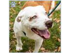 Adopt CHICKEN a Staffordshire Bull Terrier, Mixed Breed