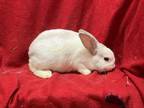 Adopt Yamir a Other/Unknown / Mixed (short coat) rabbit in Elizabethtown