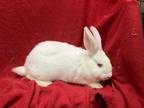 Adopt Yannick a Other/Unknown / Mixed (short coat) rabbit in Elizabethtown