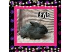 Adopt Aayla a Other/Unknown / Mixed (short coat) rabbit in Elizabethtown