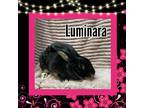Adopt Luminara a Other/Unknown / Mixed (short coat) rabbit in Elizabethtown