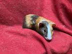 Adopt Holden a Guinea Pig small animal in Elizabethtown, KY (41457909)