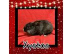 Adopt Xystos LOUISVILLE a Lionhead / Mixed (short coat) rabbit in Elizabethtown