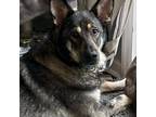 Adopt Leia a Black - with Tan, Yellow or Fawn German Shepherd Dog / German