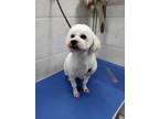 Adopt Maodan a White Poodle (Miniature) / Mixed dog in Fremont, CA (41457903)