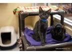Adopt Bruno a All Black Domestic Shorthair (short coat) cat in Fresno