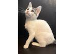Adopt Dottie a White (Mostly) Domestic Shorthair / Mixed (short coat) cat in