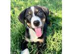 Adopt Anastasia a Black - with White Australian Shepherd dog in Oklahoma City