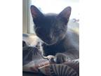 Adopt Faith a Gray or Blue Domestic Mediumhair / Mixed cat in Moses Lake
