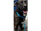 Adopt Hank a Black Labrador Retriever / Dachshund dog in Moses Lake