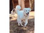 Adopt Suki a Great Pyrenees / Maremma Sheepdog / Mixed dog in Sechelt