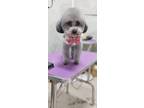 Adopt Didi a Gray/Silver/Salt & Pepper - with White Poodle (Miniature) / Mixed