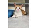 Adopt Merlin a Domestic Short Hair