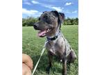 Adopt Blue a Black - with Gray or Silver Australian Cattle Dog / Mixed dog in
