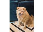 Adopt Maggie a Tan/Yellow/Fawn Chow Chow / Mixed dog in San Francisco