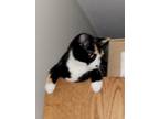 Adopt Kuro a Calico or Dilute Calico Calico / Mixed (medium coat) cat in