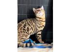 Adopt Monday a Brown or Chocolate Bengal / Mixed (short coat) cat in Sacramento